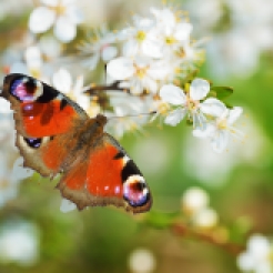 Peacock butterfly feeding on a blooming tree