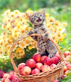 Cute kitten in the basket with apples in the garden