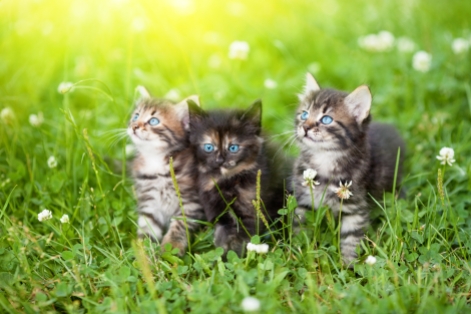 Three cute kittens in the meadow